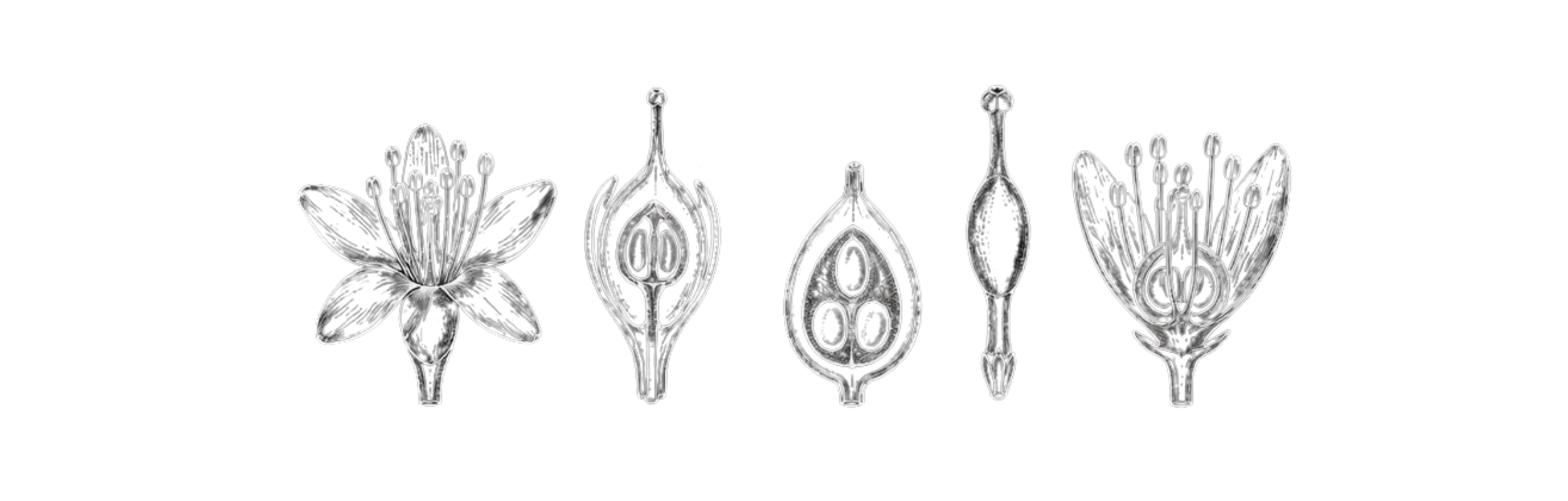 Five specimens in section — flower, ovary, splitting capsule, and seed of Trichilia
